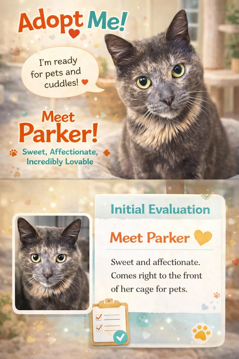 An adult medium-sized female American Bobtail cat named Parker: Bobtail for adoption in Greenville, DE