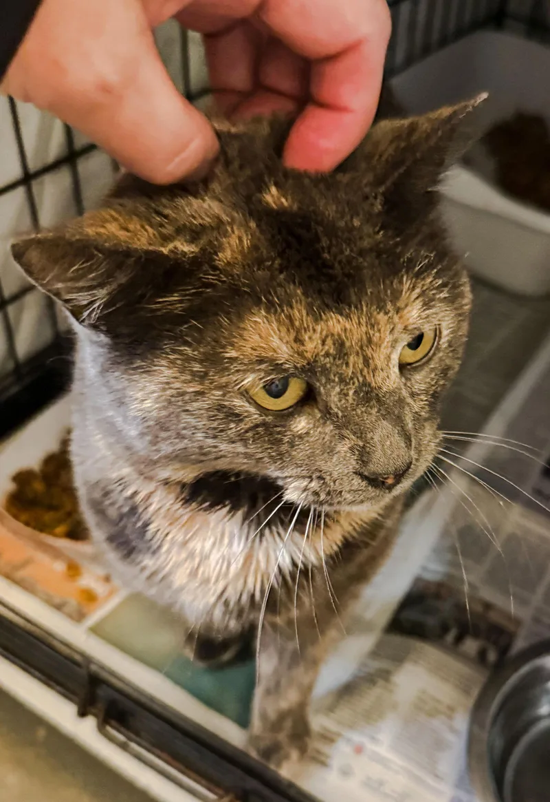 Parker: Bobtail thumbnail 2