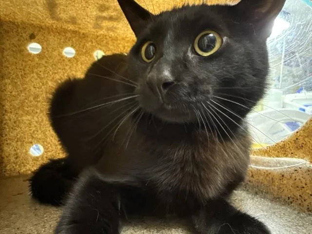 A young small-sized male Domestic Short Hair cat named The Mayor for adoption in Riverside, CA