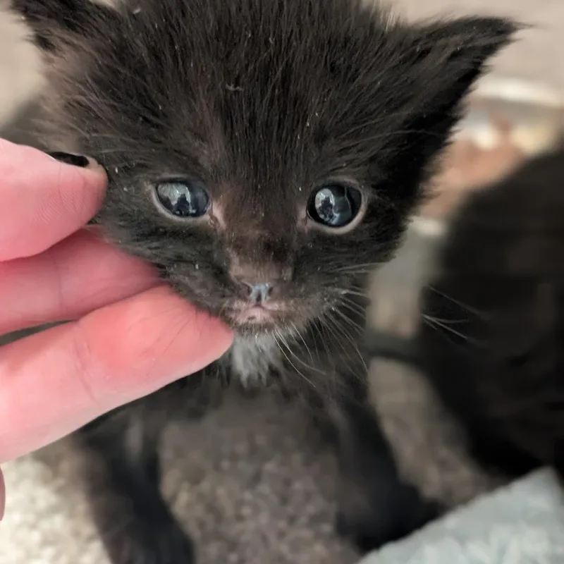 A baby small-sized male Domestic Short Hair cat named Gumbo for adoption in Sand Springs, OK