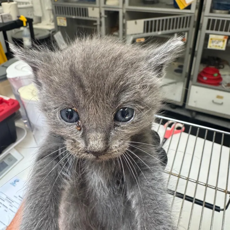 A baby small-sized male Gray / Blue / Silver Domestic Medium Hair cat named Professor Beans for adoption in Grantsville, UT