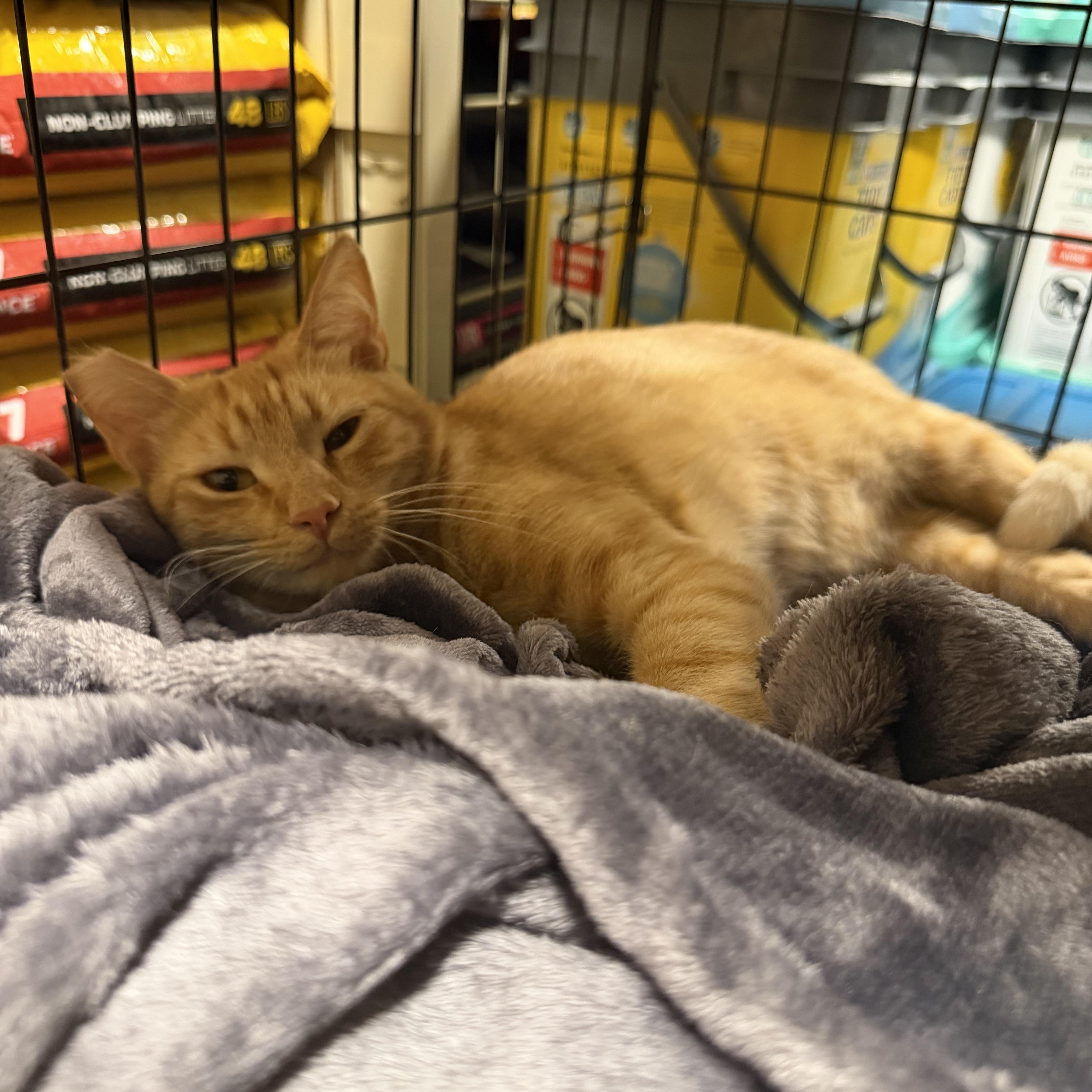 Orange Cat