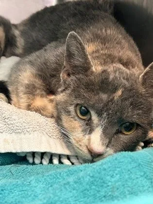 An adult small-sized female Gray / Blue / Silver Domestic Short Hair cat named 60745464 for adoption in El Paso, TX