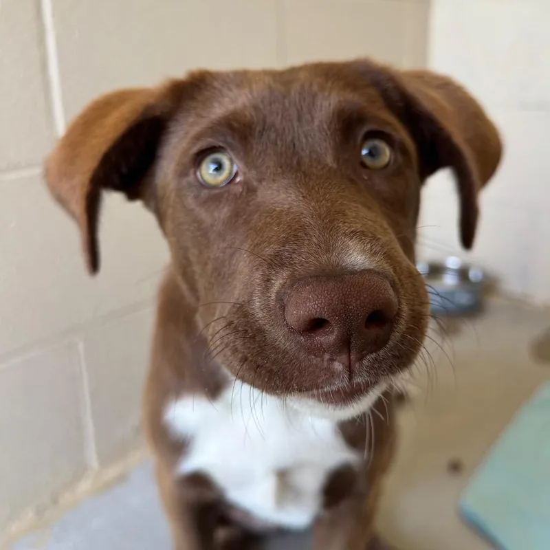 A baby medium-sized female Brown / Chocolate Mixed Breed dog named Chocolate Swirl for adoption in Hendersonville, NC