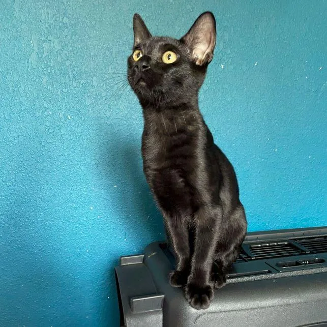 A baby medium-sized male Black Domestic Short Hair cat named Key Lime for adoption in Tulsa, OK