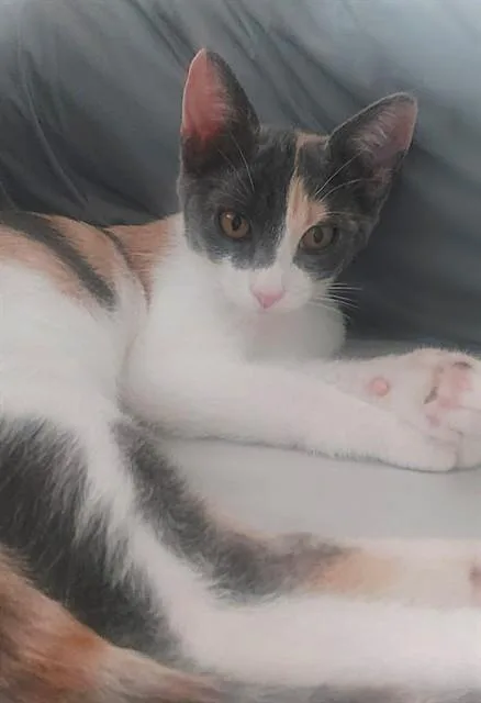 A baby small-sized female Domestic Short Hair cat named Ella for adoption in Sacramento, CA