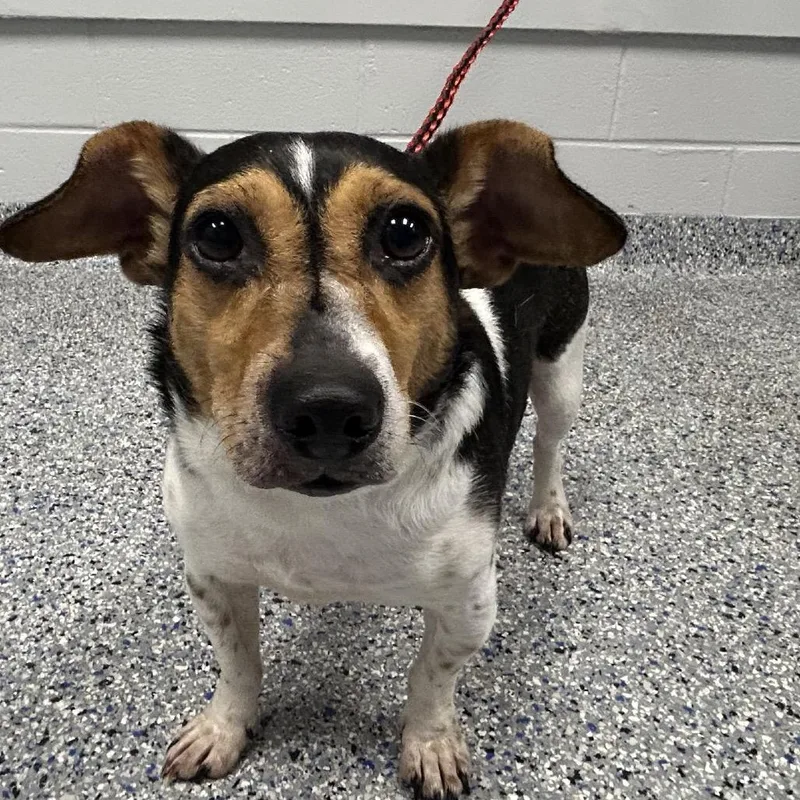 An adult small-sized male Black Jack Russell Terrier dog named Moose for adoption in Greenville, SC