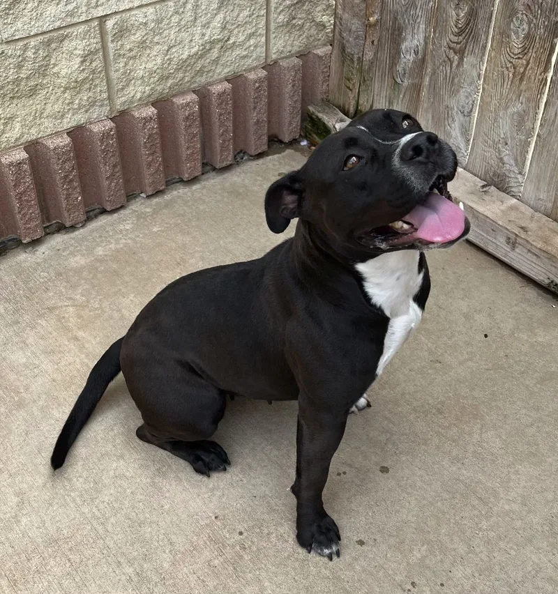 Morena "polly Pocket" thumbnail 3