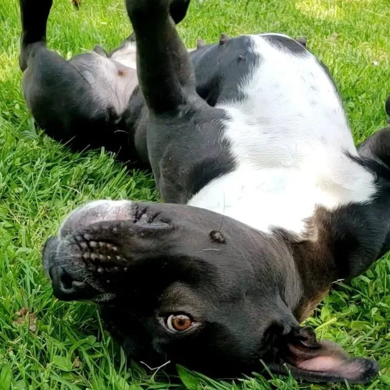 Morena "polly Pocket" thumbnail 4