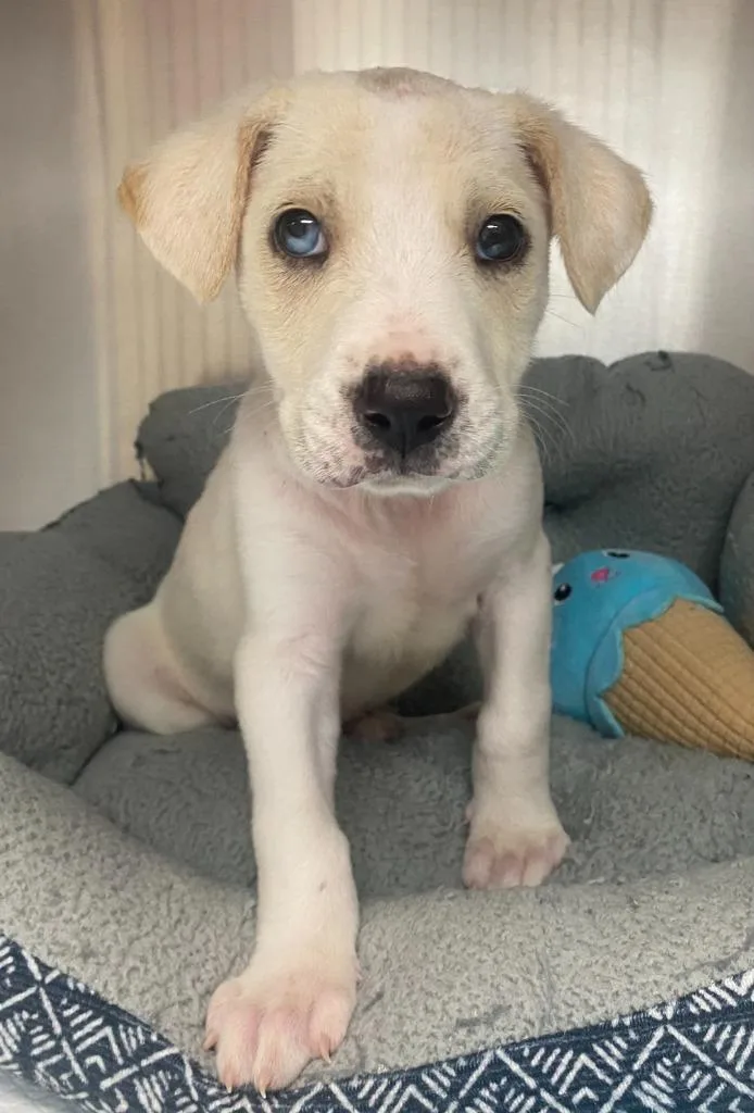 A baby medium-sized male Labrador Retriever dog named Skids for adoption in Bryant, AR