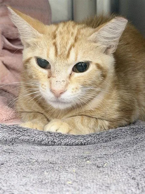 A young small-sized male Orange / Red Domestic Short Hair cat named Douglas for adoption in Tavares, FL