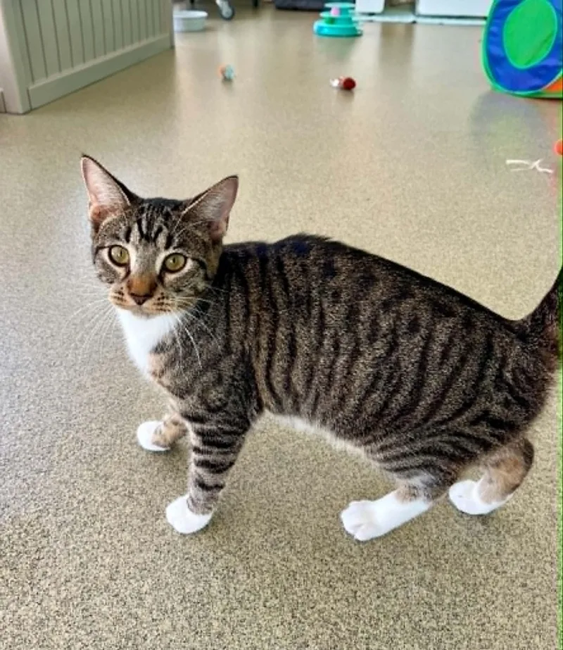 A young medium-sized female Domestic Short Hair cat named Tigger for adoption in Moundsville, WV
