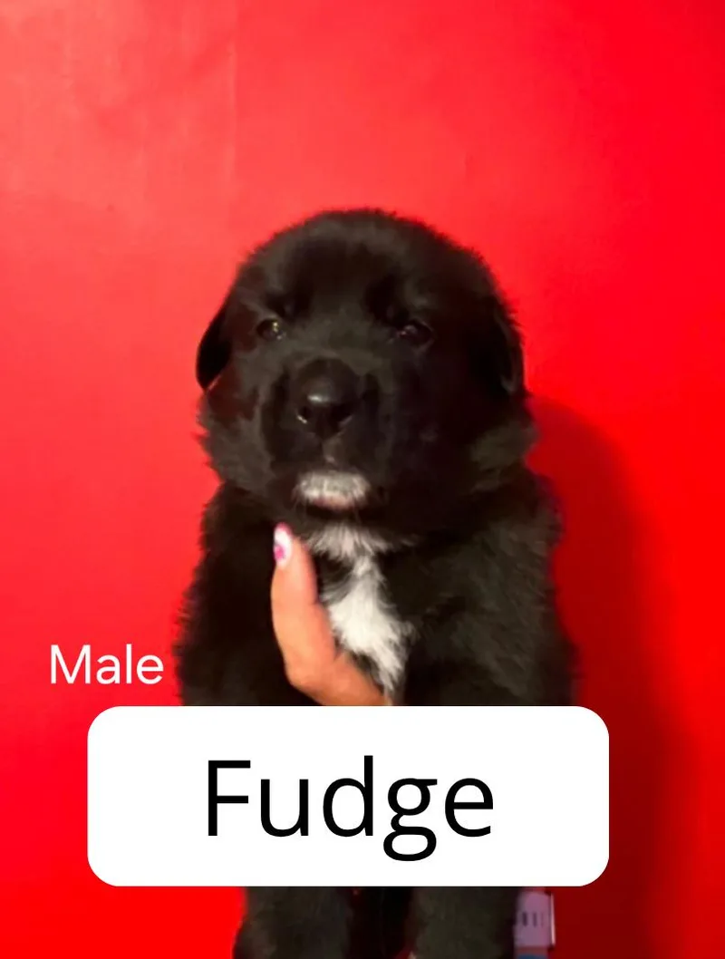 A baby medium-sized male Australian Cattle Dog / Blue Heeler dog named Fudge for adoption in Lake Elsinore, CA
