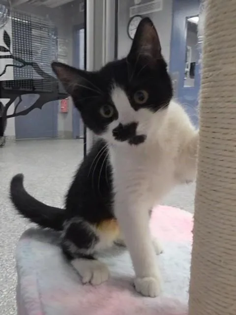 A baby small-sized female Domestic Short Hair cat named Lolly for adoption in Clinton Township, MI