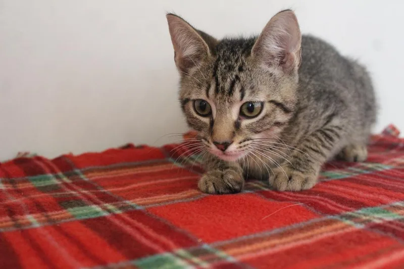A baby medium-sized male Domestic Short Hair cat named Talespin for adoption in Chestertown, MD
