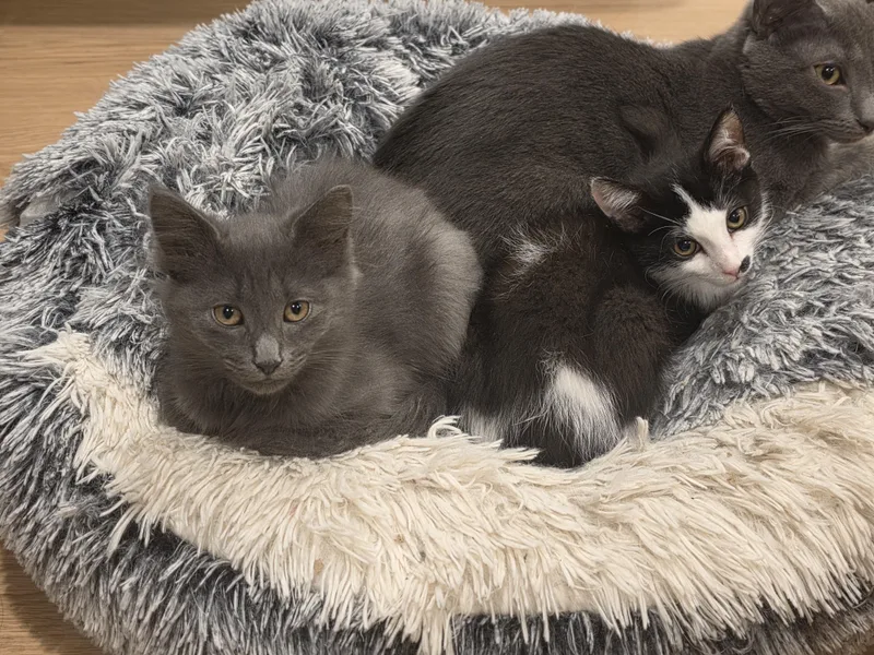 A baby small-sized male Black & White / Tuxedo Domestic Long Hair cat named Boop Boop And Scooby for adoption in Lawrenceville, GA