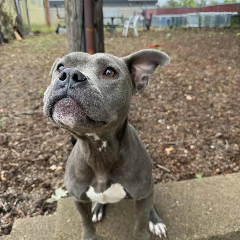 An adult medium-sized female Pit Bull Terrier dog named Evelyn D for adoption in Princeton, MN