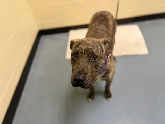 A young medium-sized female Pit Bull Terrier dog named Rosy for adoption in Denver, CO