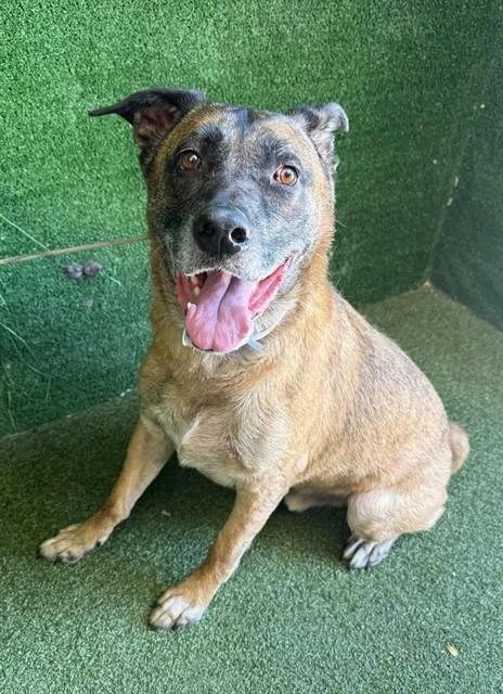 An adult large-sized male German Shepherd Dog dog named Maximus for adoption in Lancaster, CA