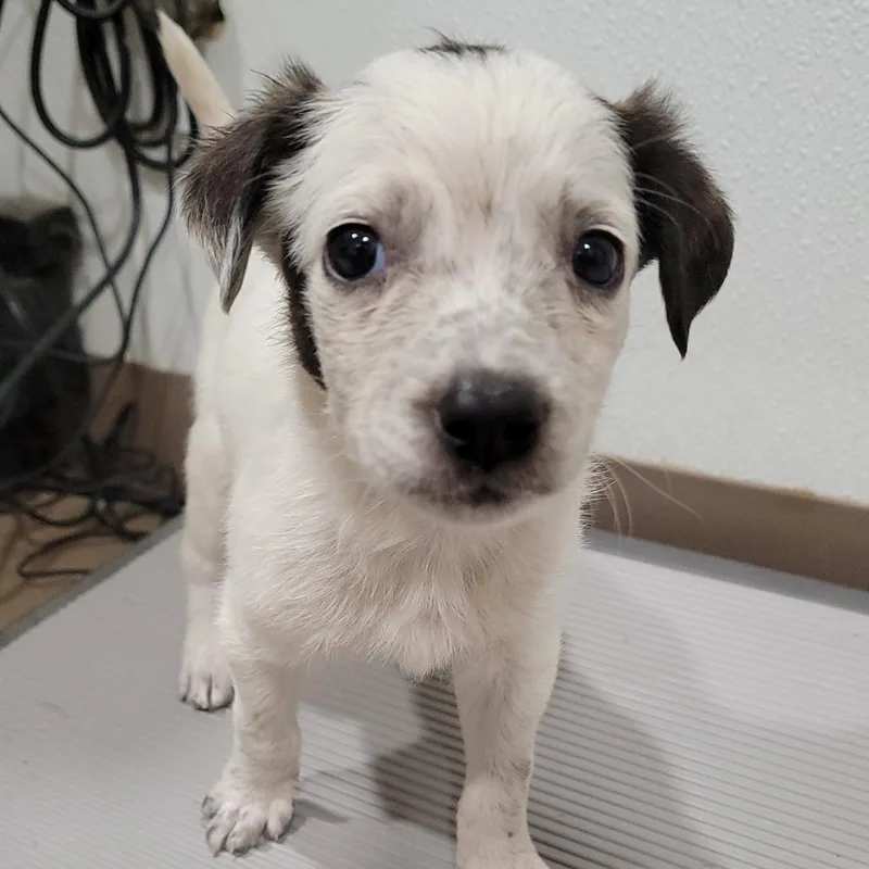 A baby medium-sized female White / Cream Cattle Dog dog named Carly for adoption in Buchanan Dam, TX