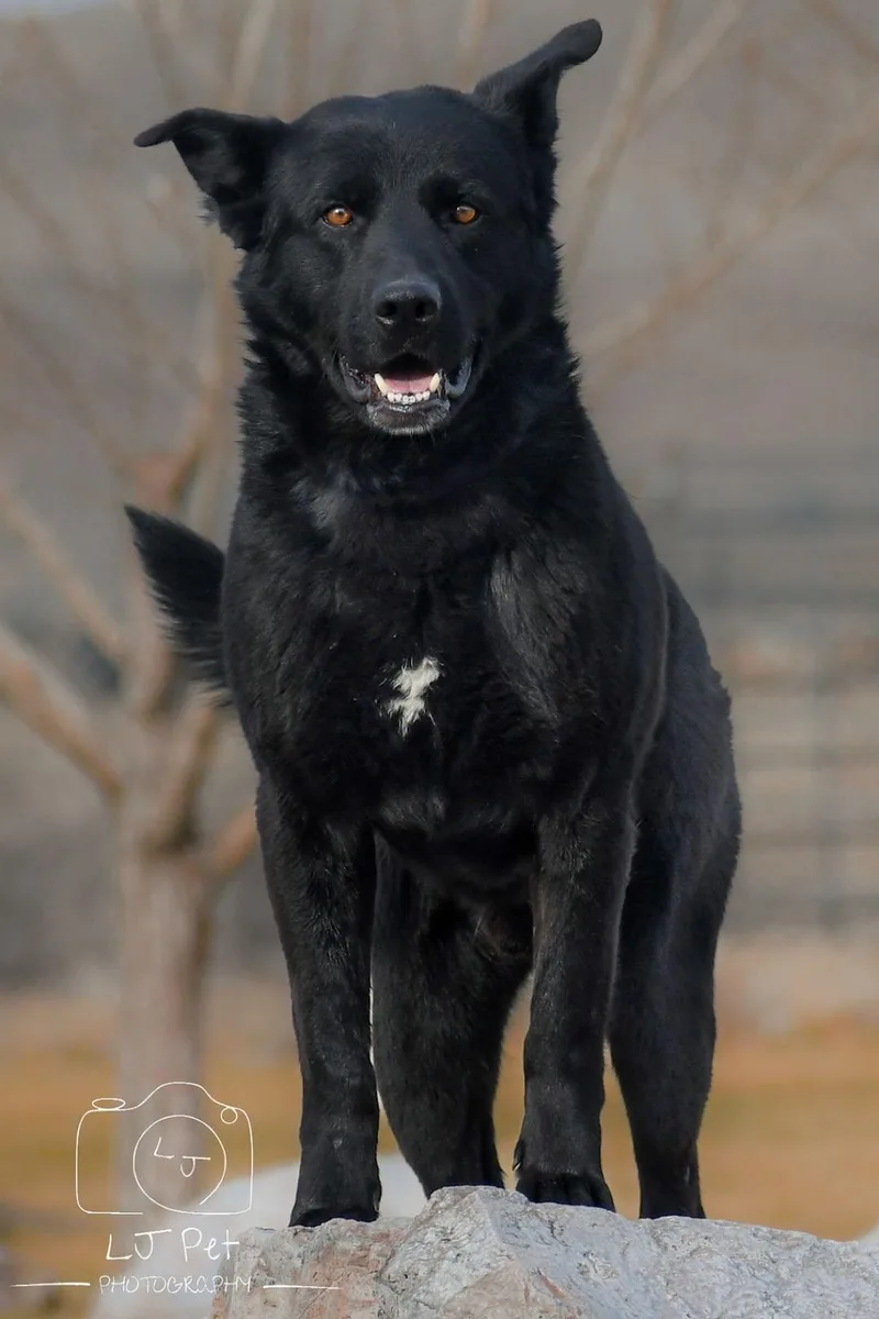 An adult medium-sized male Black German Shepherd Dog dog named Benz for adoption in Carlin, NV