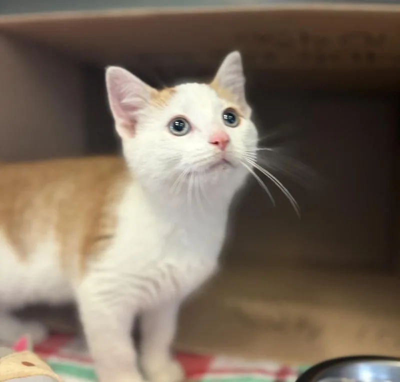 A baby medium-sized male Orange & White Domestic Short Hair cat named Wig for adoption in Columbus, OH