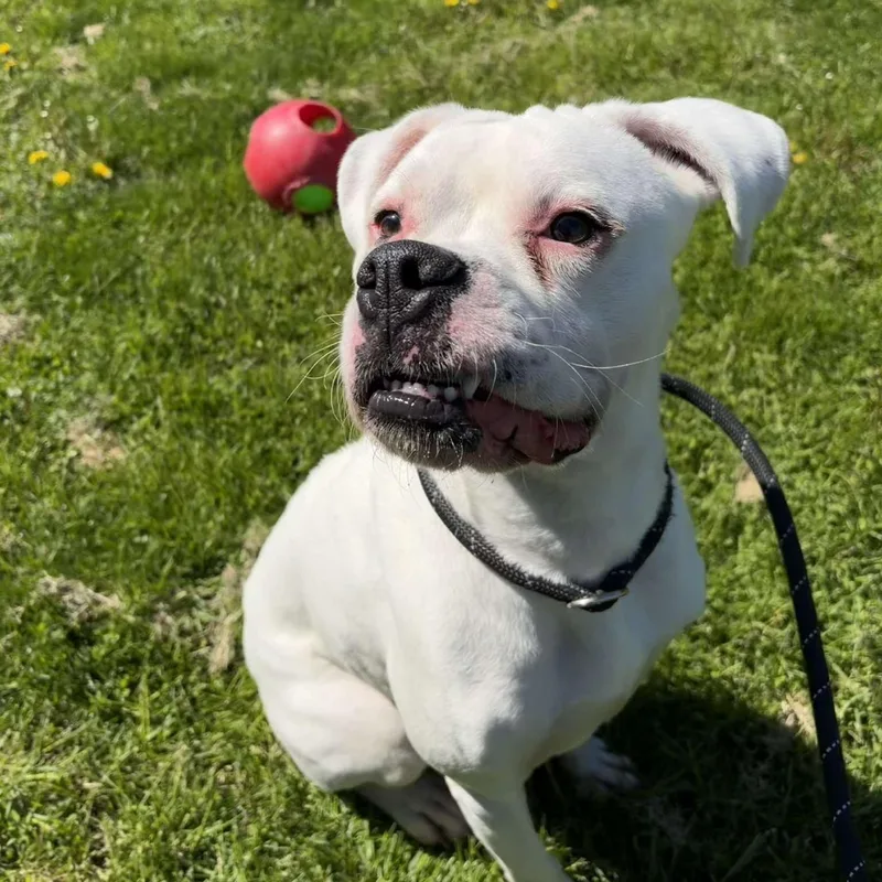 A young medium-sized female Boxer dog named Jade for adoption in Valparaiso, IN
