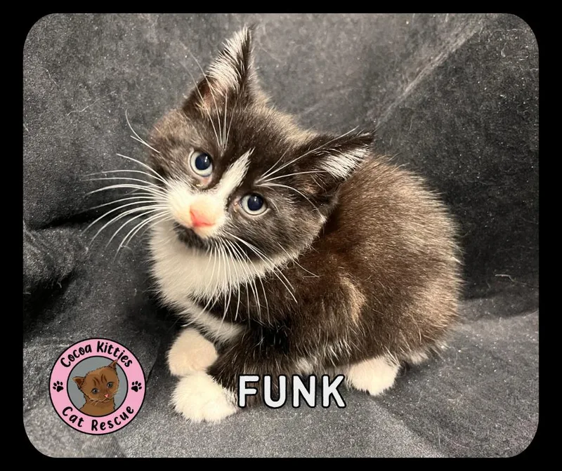 A baby small-sized male Domestic Short Hair cat named Funk for adoption in Hershey, PA