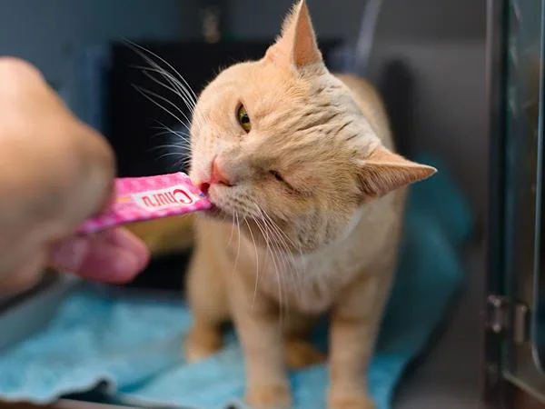 An adult large-sized male Domestic Short Hair cat named Augustus for adoption in Ridgewood, NY