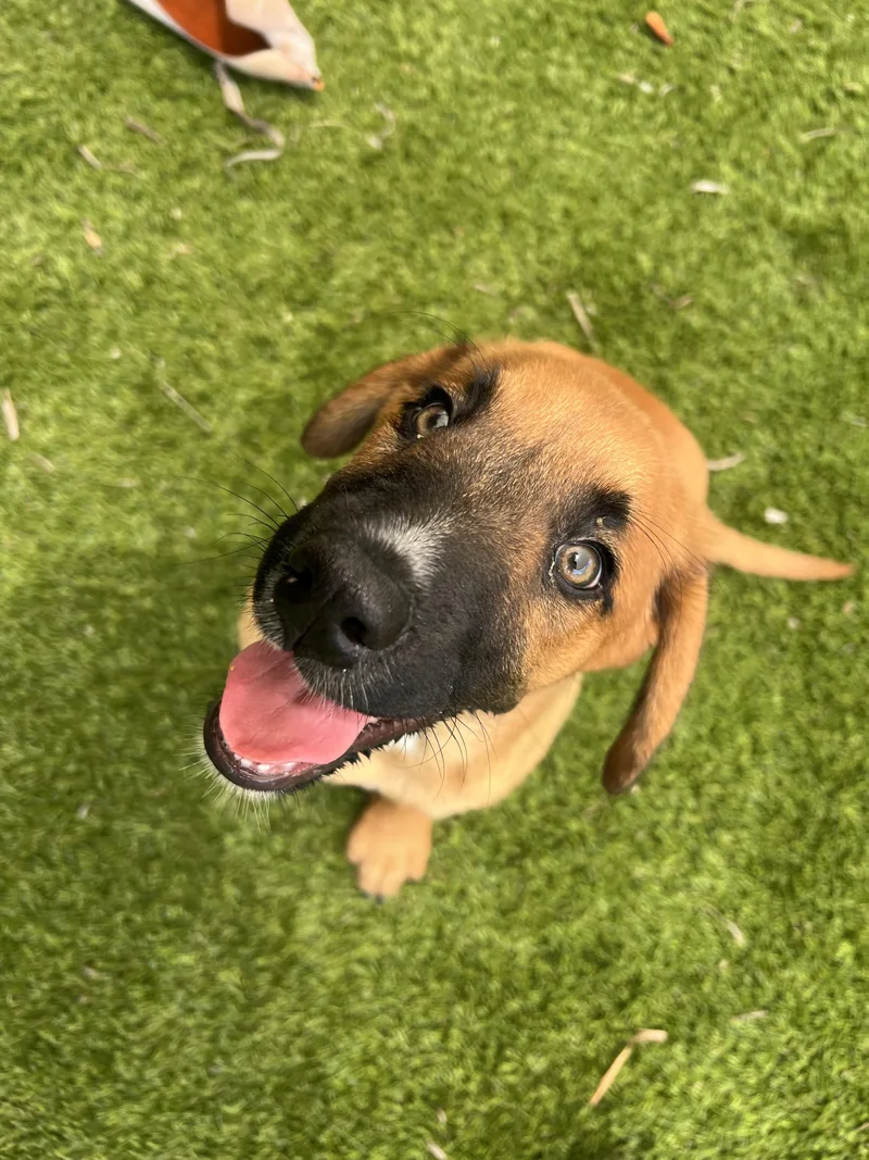 A baby medium-sized female Golden Bloodhound dog named Salem for adoption in North Miami, FL