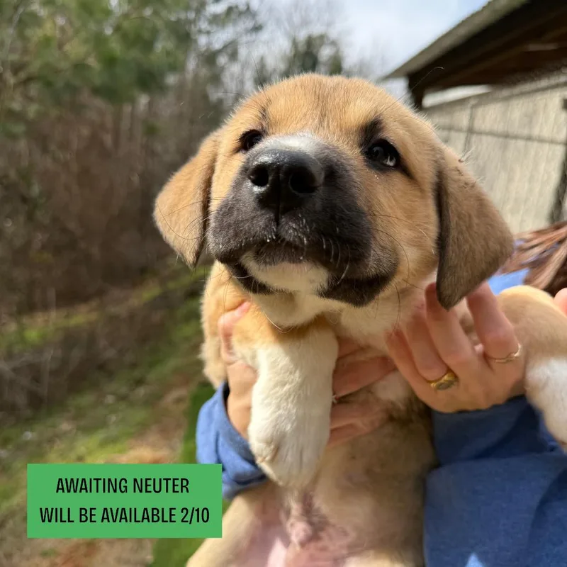 A young small-sized male Sable Mixed Breed dog named TommyJacks for adoption in Hamilton, GA