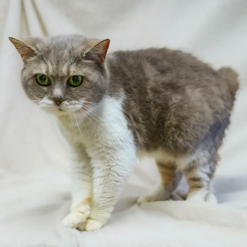A senior medium-sized female White Manx cat named Clover for adoption in Versailles, KY