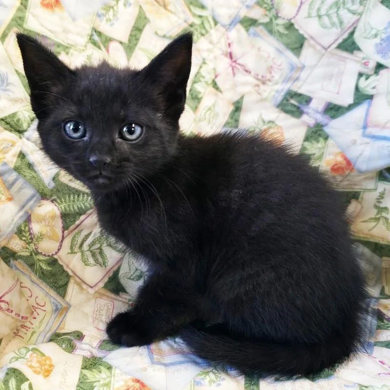 A baby small-sized female Black Domestic Short Hair cat named Dorito for adoption in Mount Juliet, TN