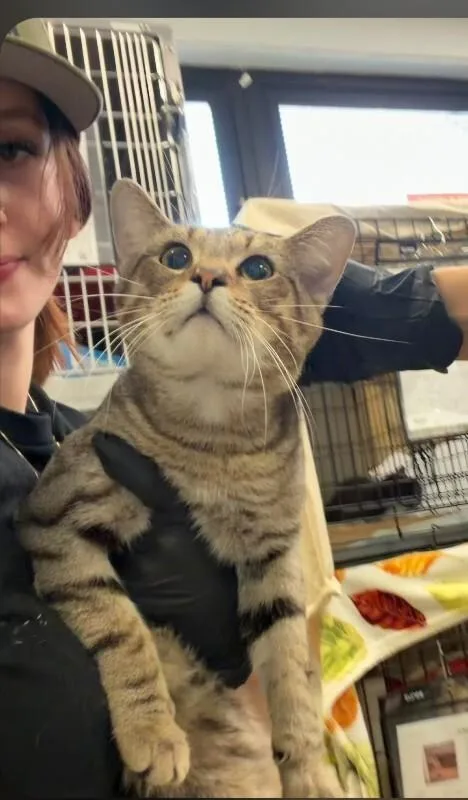 An adult medium-sized male Tabby (Brown / Chocolate) Domestic Short Hair cat named Sneezi for adoption in Cincinnati, OH
