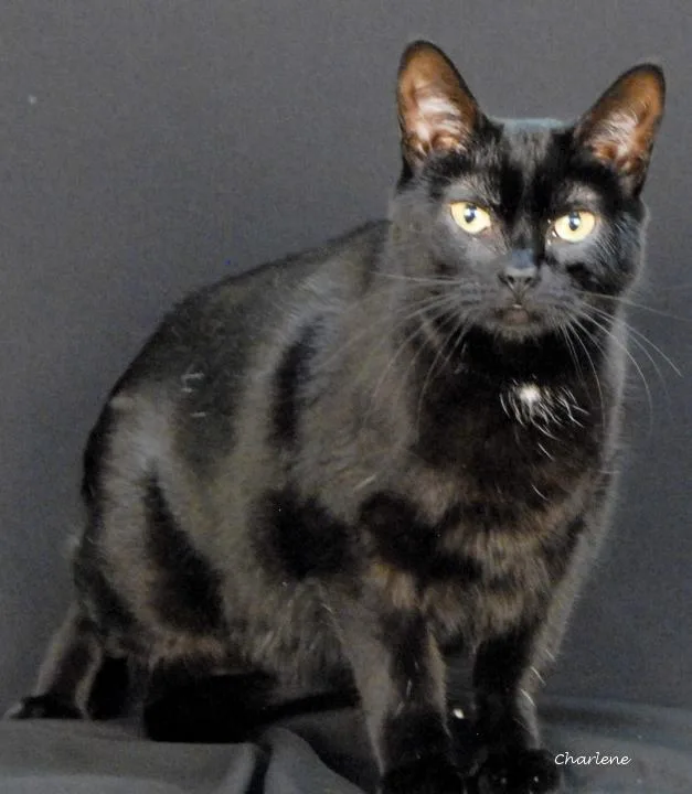An adult medium-sized female Black Domestic Short Hair cat named Paris for adoption in Newland, NC