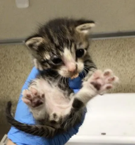 A young small-sized male Domestic Short Hair cat named Alvin for adoption in Riverside, CA