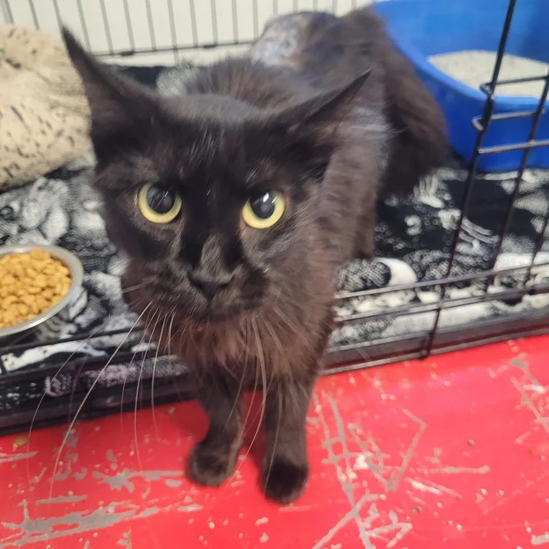 An adult medium-sized female Domestic Long Hair cat named Latifa for adoption in Clarksdale, MS