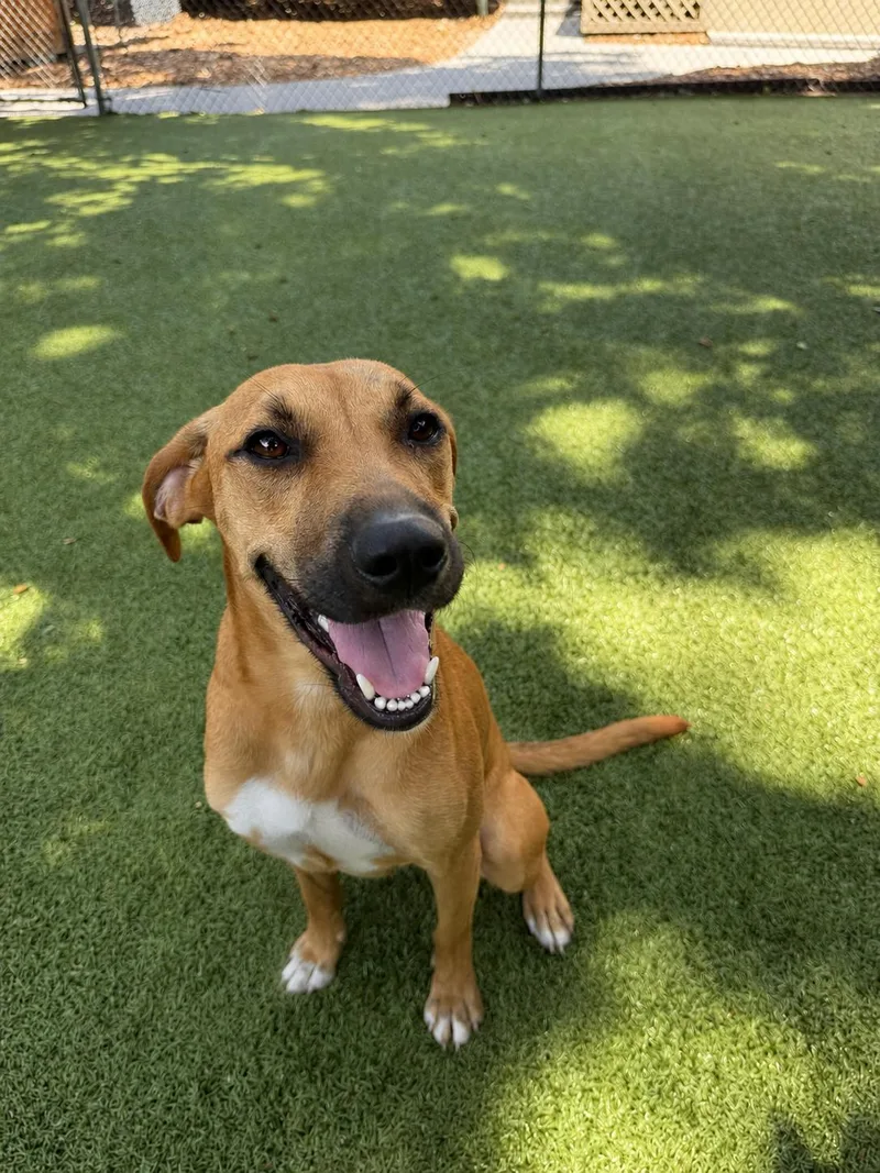 An adult medium-sized female Shepherd dog named Nala for adoption in Hilton Head Island, SC