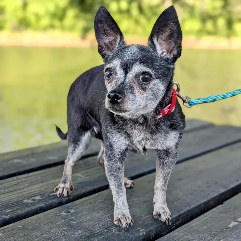 A senior small-sized male Black Chihuahua dog named Snuggles for adoption in Tyrone, GA