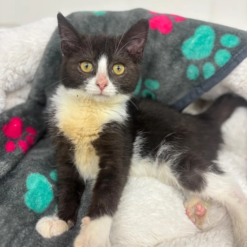 A baby small-sized female Black Domestic Short Hair cat named Jesse for adoption in Marshalltown, IA