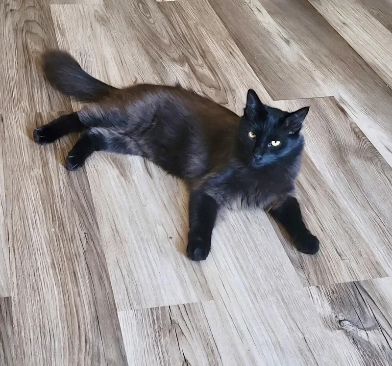 An adult medium-sized male Black Domestic Long Hair cat named Chester for adoption in Riverside, CA