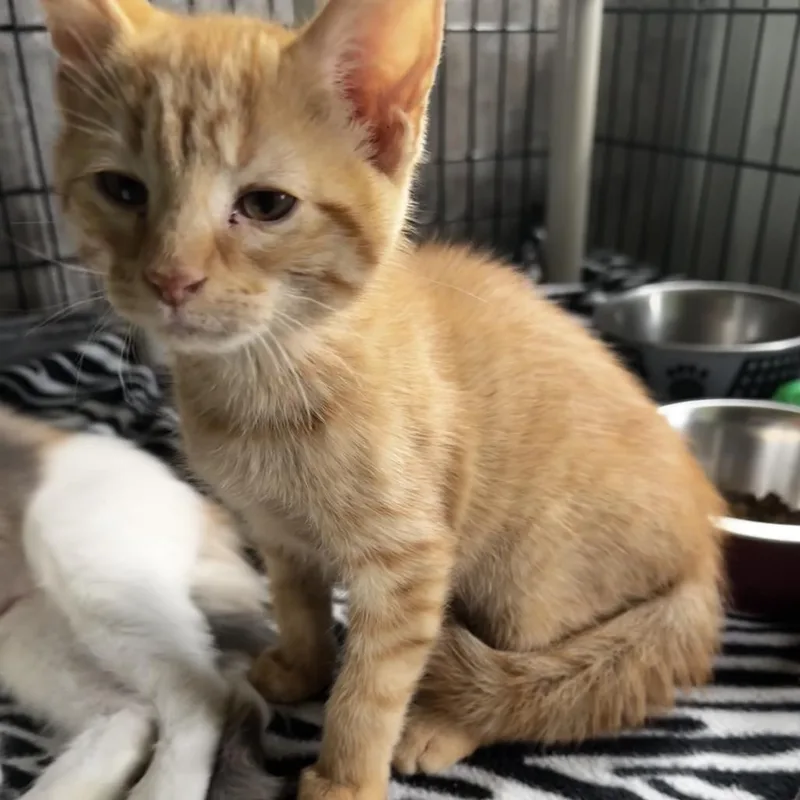 A baby small-sized male Orange / Red Domestic Short Hair cat named Peep for adoption in Grinnell, IA