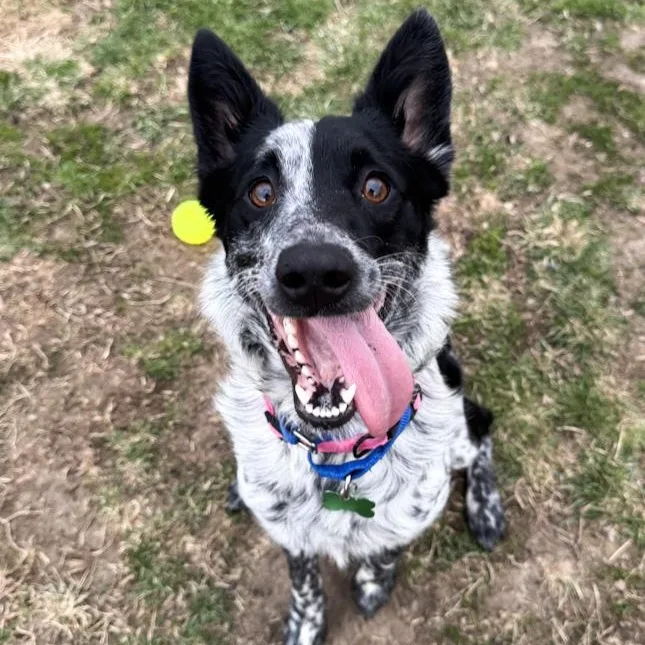 An adult medium-sized female Australian Cattle Dog / Blue Heeler dog named Ruby for adoption in Toledo, OH