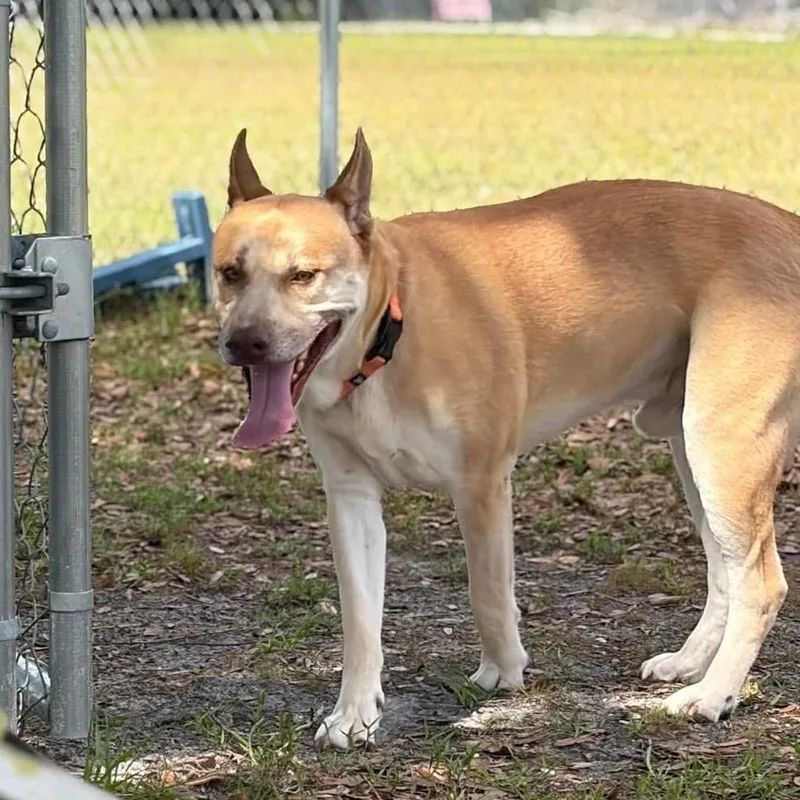 An adult large-sized male Yellow / Tan / Blond / Fawn Mixed Breed dog named Amos for adoption in Sarasota, FL