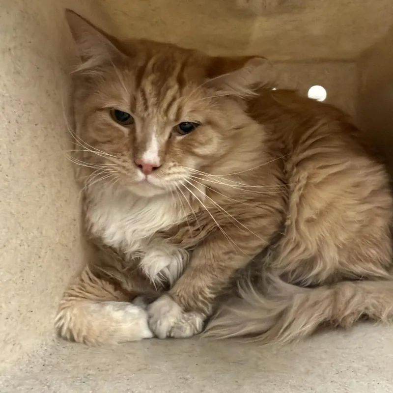An adult large-sized male Orange / Red Domestic Medium Hair cat named Quistad for adoption in Reno, NV