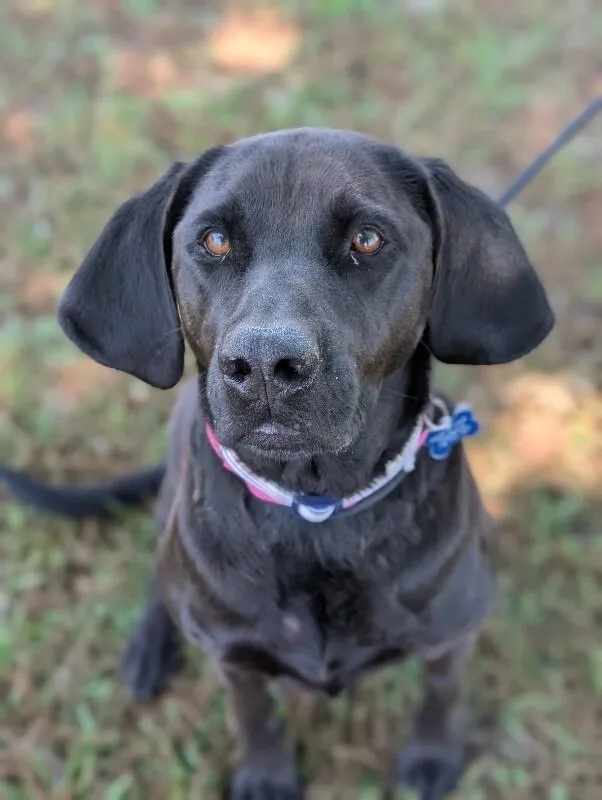 An adult large-sized female Black Labrador Retriever dog named Sundai for adoption in Aiken, SC