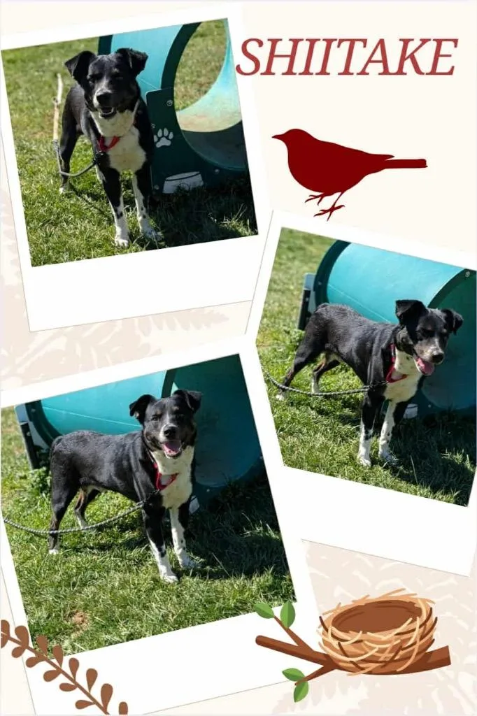 An adult large-sized male Border Collie dog named Shiitake for adoption in Blountville, TN