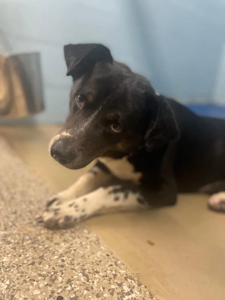 Shiitake thumbnail 2