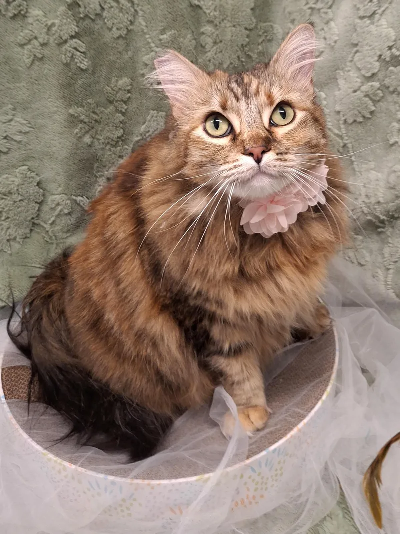 Mama Cat thumbnail 2