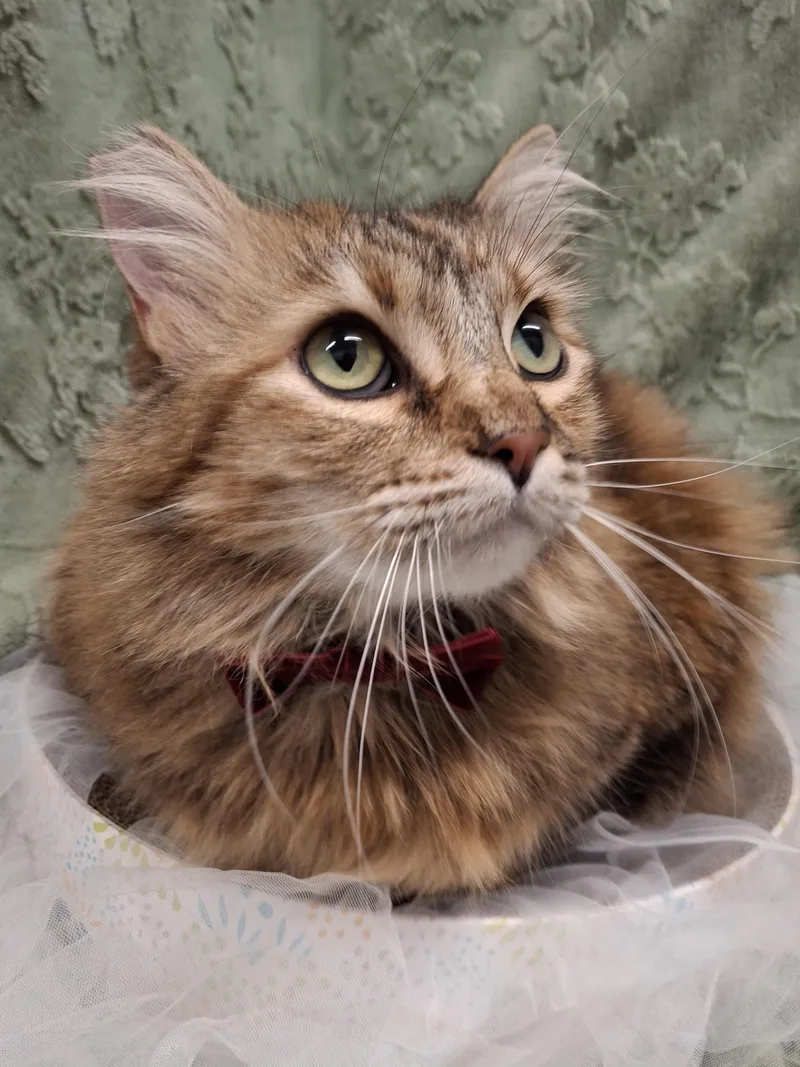 Mama Cat thumbnail 3